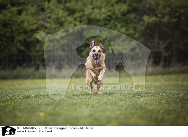 Deutscher Schferhund Rde / male German Shepherd / MAH-02709