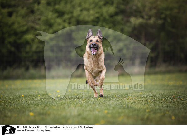 Deutscher Schferhund Rde / male German Shepherd / MAH-02710