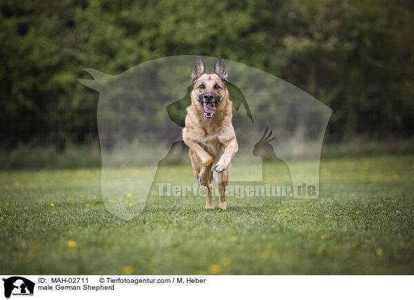 Deutscher Schferhund Rde / male German Shepherd / MAH-02711