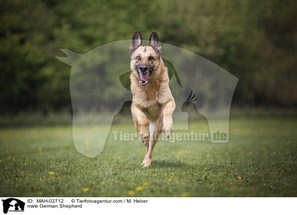 Deutscher Schferhund Rde / male German Shepherd / MAH-02712