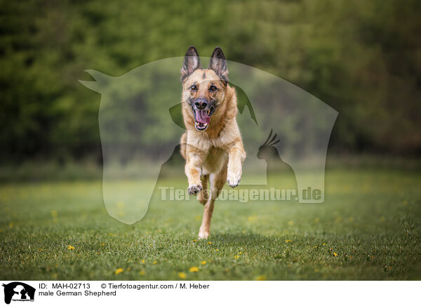 Deutscher Schferhund Rde / male German Shepherd / MAH-02713