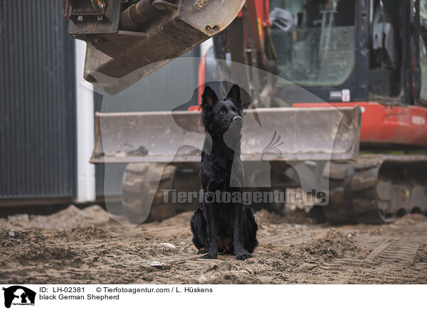 schwarzer Deutscher Schferhund / black German Shepherd / LH-02381