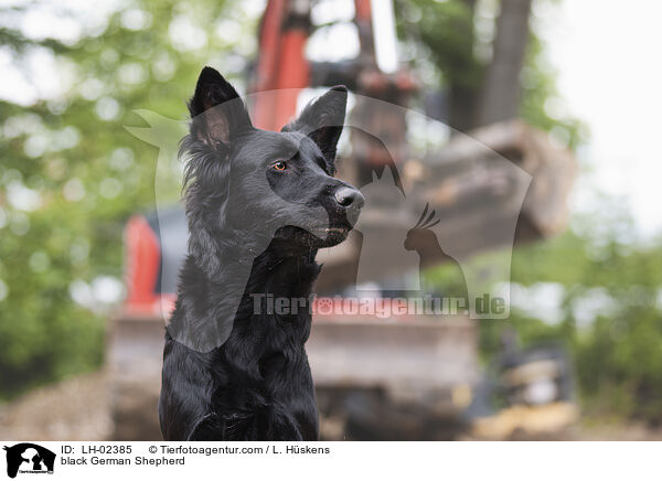 schwarzer Deutscher Schferhund / black German Shepherd / LH-02385