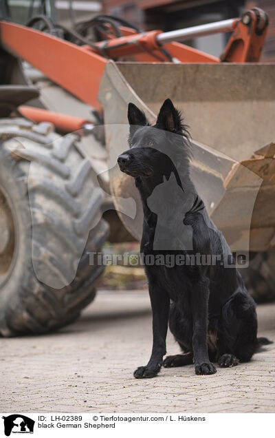 schwarzer Deutscher Schferhund / black German Shepherd / LH-02389