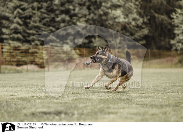 Deutscher Schferhund / German Shepherd / LB-02124