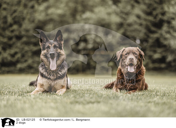 2 Hunde / 2 dogs / LB-02125