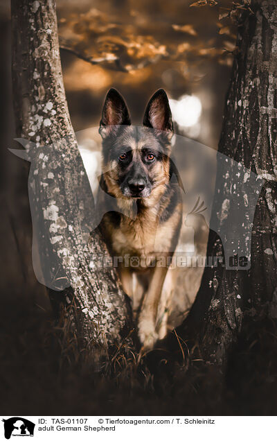 erwachsener Deutscher Schferhund / adult German Shepherd / TAS-01107