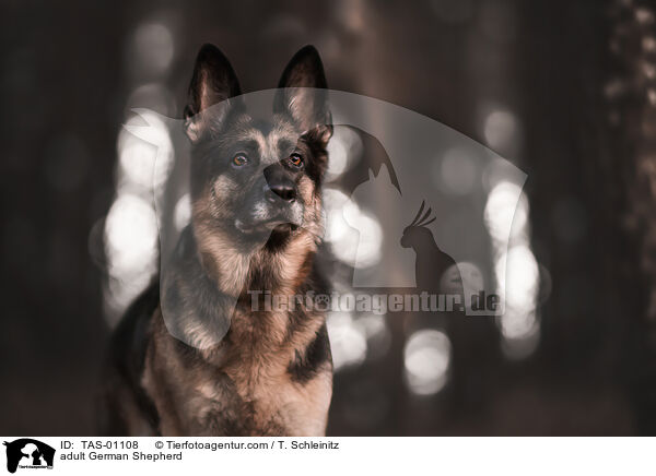 erwachsener Deutscher Schferhund / adult German Shepherd / TAS-01108