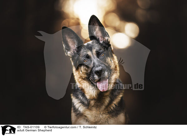 erwachsener Deutscher Schferhund / adult German Shepherd / TAS-01109