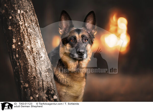 erwachsener Deutscher Schferhund / adult German Shepherd / TAS-01123