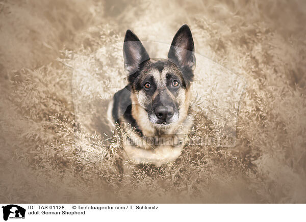 adult German Shepherd / TAS-01128