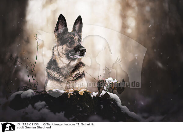 erwachsener Deutscher Schferhund / adult German Shepherd / TAS-01130