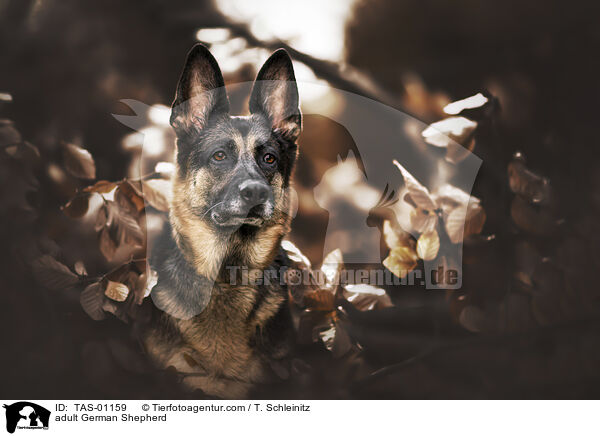 ausgewachsener Deutscher Schferhund / adult German Shepherd / TAS-01159