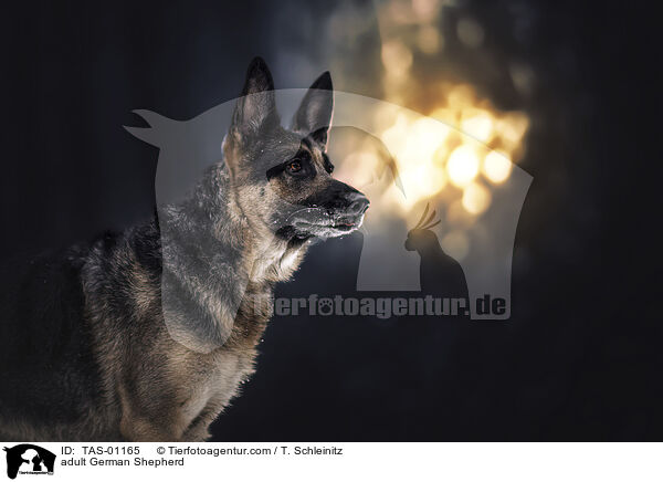 ausgewachsener Deutscher Schferhund / adult German Shepherd / TAS-01165