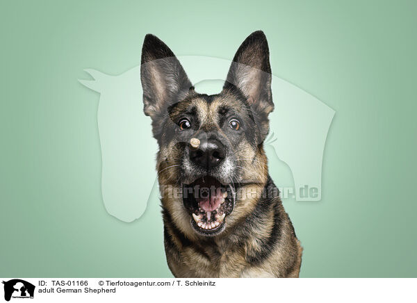 ausgewachsener Deutscher Schferhund / adult German Shepherd / TAS-01166