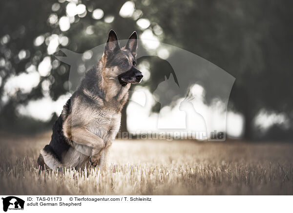 ausgewachsener Deutscher Schferhund / adult German Shepherd / TAS-01173