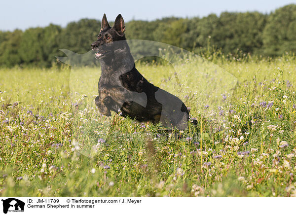 Deutscher Schferhund im Sommer / German Shepherd in summer / JM-11789