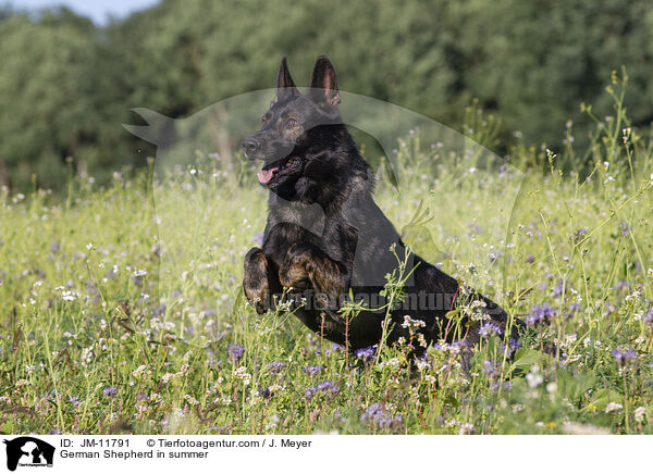 Deutscher Schferhund im Sommer / German Shepherd in summer / JM-11791