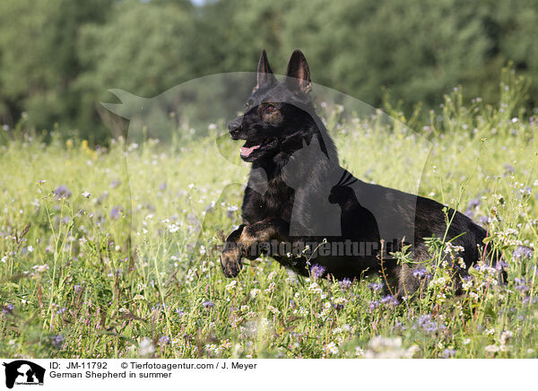 Deutscher Schferhund im Sommer / German Shepherd in summer / JM-11792