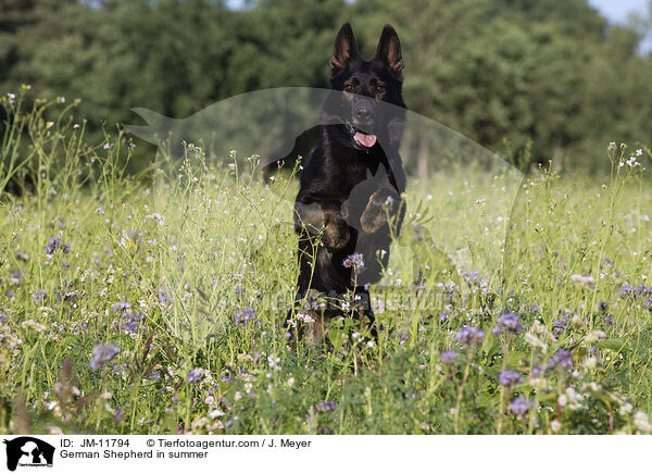 Deutscher Schferhund im Sommer / German Shepherd in summer / JM-11794