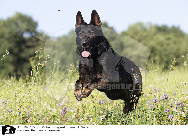 Deutscher Schferhund im Sommer / German Shepherd in summer / JM-11795