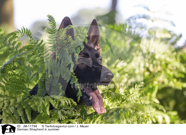 Deutscher Schferhund im Sommer / German Shepherd in summer / JM-11798