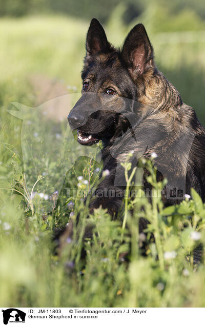 Deutscher Schferhund im Sommer / German Shepherd in summer / JM-11803