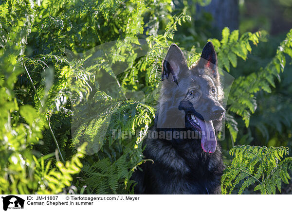 Deutscher Schferhund im Sommer / German Shepherd in summer / JM-11807