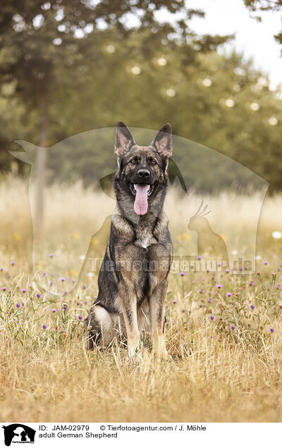 ausgewachsener Deutscher Schferhund / adult German Shepherd / JAM-02979