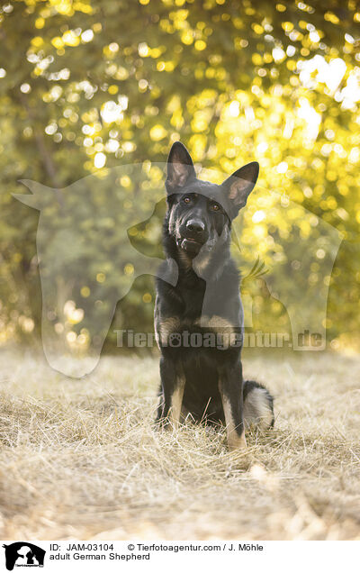 ausgewachsener Deutscher Schferhund / adult German Shepherd / JAM-03104