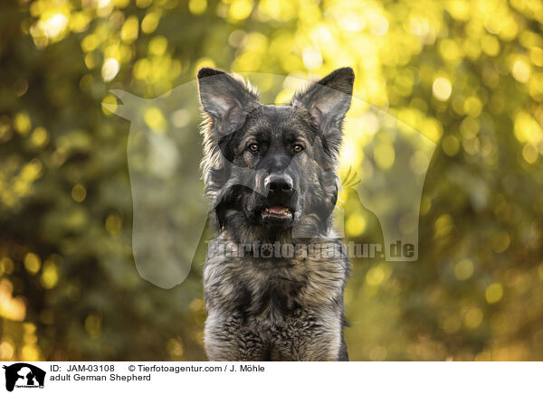 ausgewachsener Deutscher Schferhund / adult German Shepherd / JAM-03108