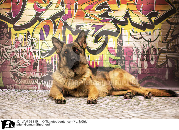 ausgewachsener Deutscher Schferhund / adult German Shepherd / JAM-03115