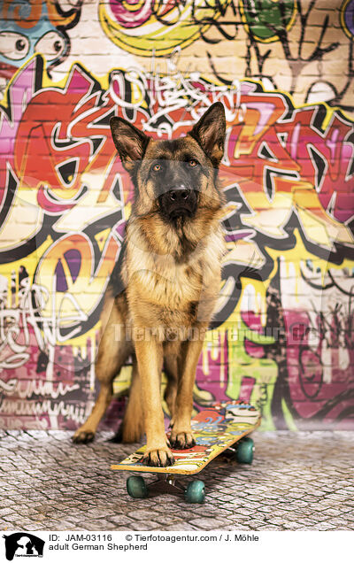 ausgewachsener Deutscher Schferhund / adult German Shepherd / JAM-03116