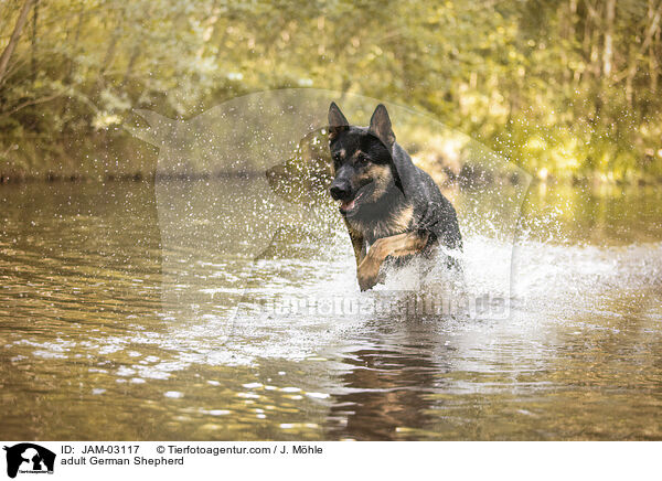 ausgewachsener Deutscher Schferhund / adult German Shepherd / JAM-03117