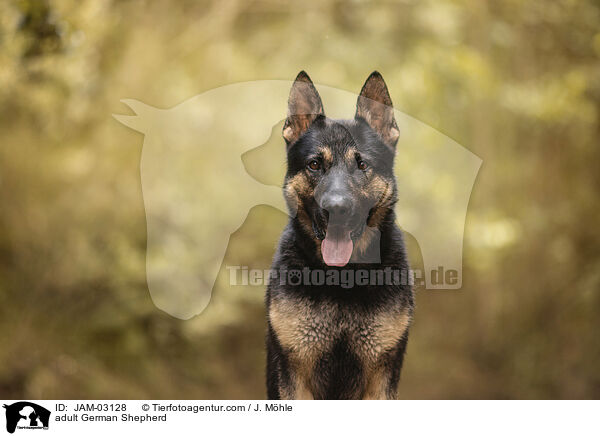 ausgewachsener Deutscher Schferhund / adult German Shepherd / JAM-03128