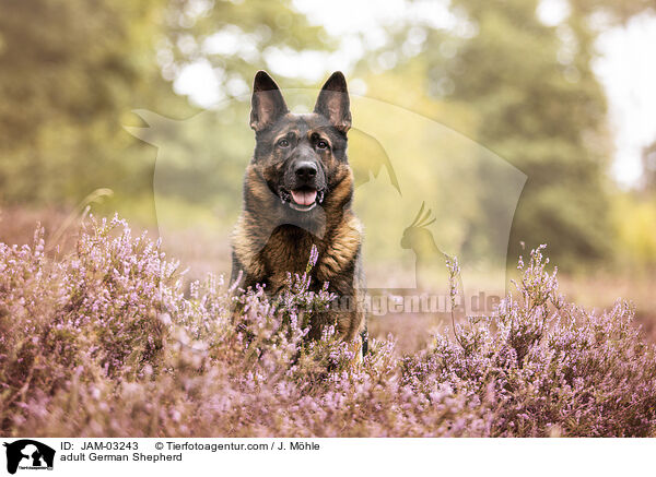 ausgewachsener Deutscher Schferhund / adult German Shepherd / JAM-03243