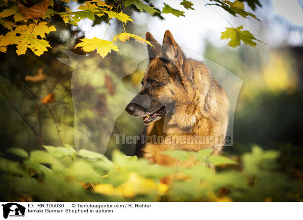Deutscher Schferhund Hndin im Herbst / female German Shepherd in autumn / RR-105030