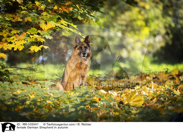 Deutscher Schferhund Hndin im Herbst / female German Shepherd in autumn / RR-105041