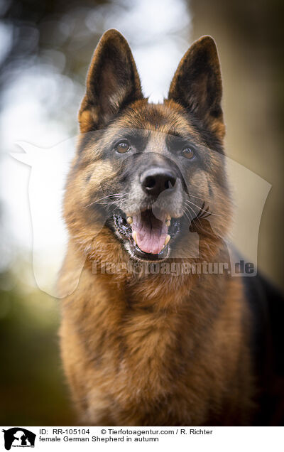 Deutscher Schferhund Hndin im Herbst / female German Shepherd in autumn / RR-105104