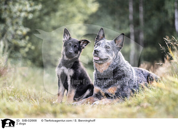 2 Hunde / 2 dogs / SIB-02668