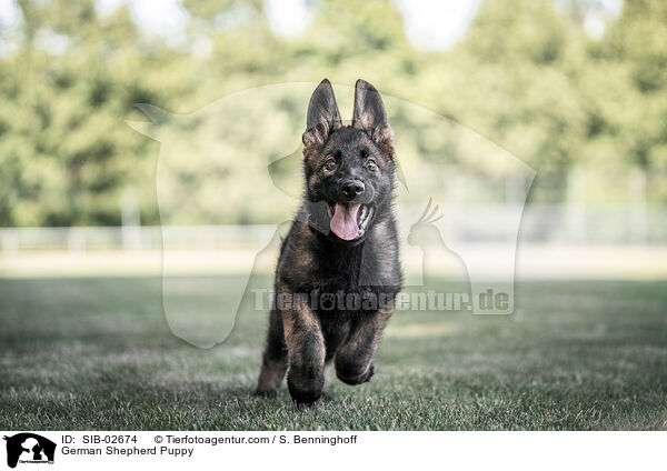 Deutscher Schferhund Welpe / German Shepherd Puppy / SIB-02674