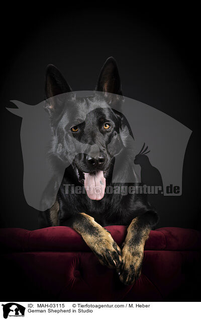 Deutscher Schferhund im Studio / German Shepherd in Studio / MAH-03115