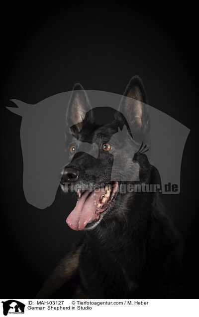 German Shepherd in Studio / MAH-03127