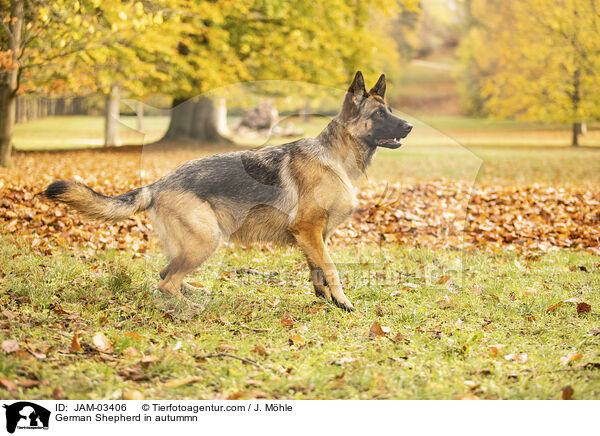 German Shepherd in autummn / JAM-03406