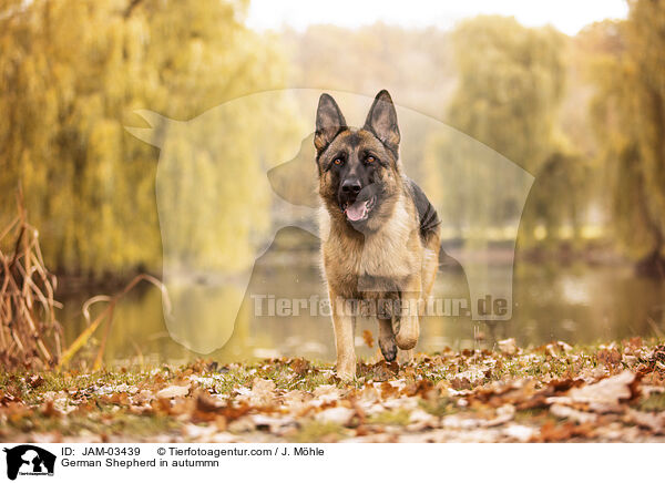 Deutscher Schferhund im Herbst / German Shepherd in autummn / JAM-03439