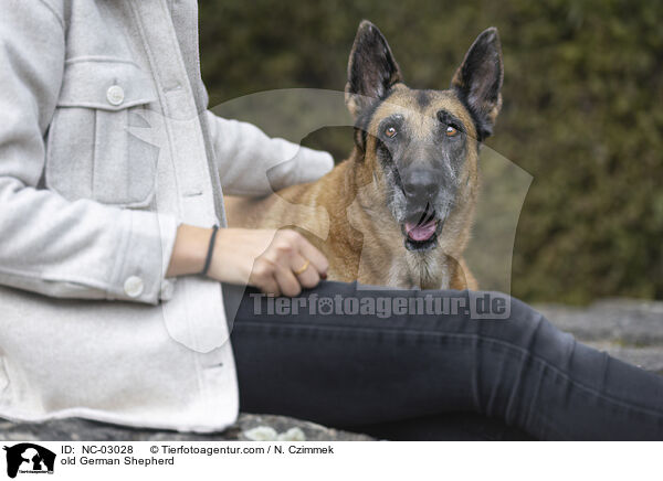 old German Shepherd / NC-03028