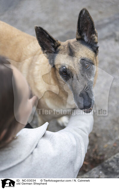 old German Shepherd / NC-03034