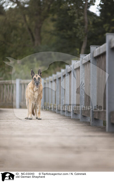 alter Deutscher Schferhund / old German Shepherd / NC-03040