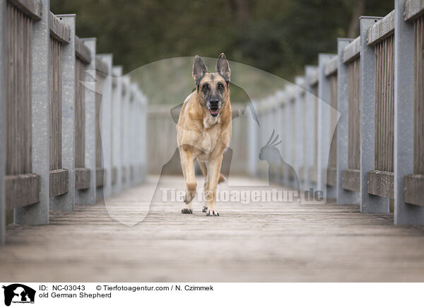 old German Shepherd / NC-03043