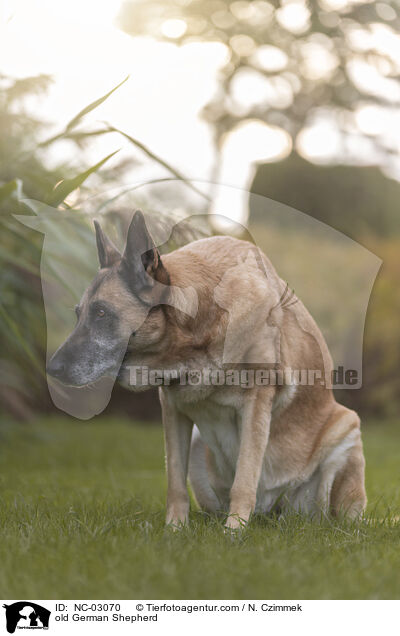 alter Deutscher Schferhund / old German Shepherd / NC-03070